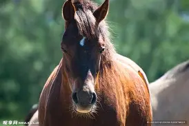 马拉加战胜萨格勒布迪纳摩，士气高涨的简单介绍