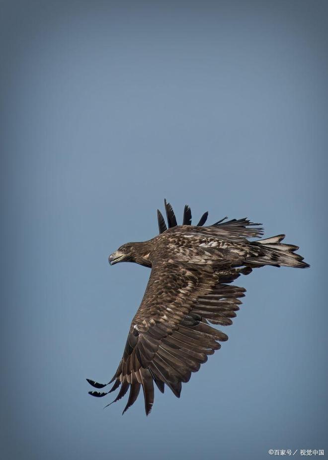 Scout赛事官方发布战术调整新规，老鹰争议不断！